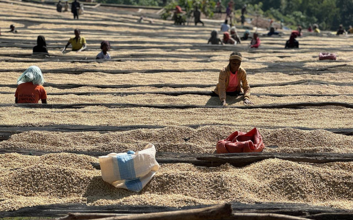 „Bez kafe ne bismo preživeli“: Kako evropski propisi ugrožavaju farmere Etiopije