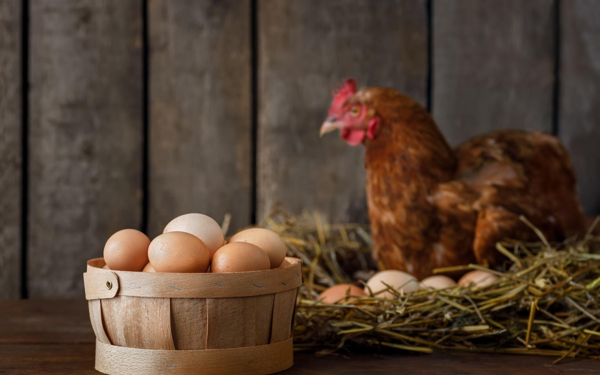 Šta je starije, kokoška ili jaje? Poznati zoolog pokušava da razreši ovu večitu dilemu